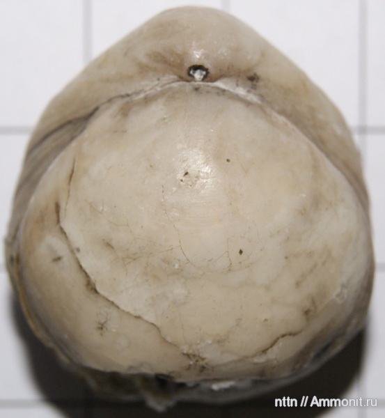 брахиоподы, Gibbithyris semiglobosa