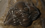 Calymene blumenbachii Brogniart