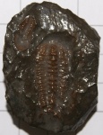 Sao hirsuta Barrande