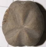 Periaster verneuilli Desor