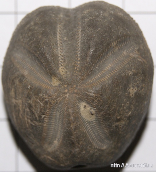 Hemiaster