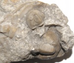 Harpes venulosus Corda