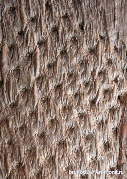 Lepidodendron, Lepidophytes