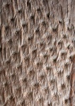 lepidophytes  bark unknow