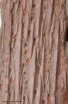lepidophytes  bark unknow 2