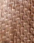 lepidophytes  bark unknow 3