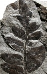 Reticulopteris münsteri