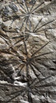 Annularia radiata