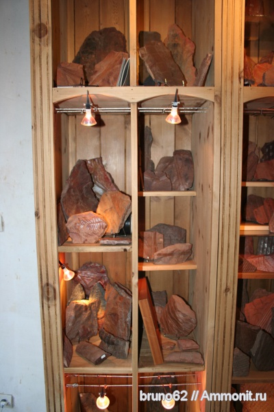 Carboniferous, Bolsovian, France, plants from Liévin aera, коллекции