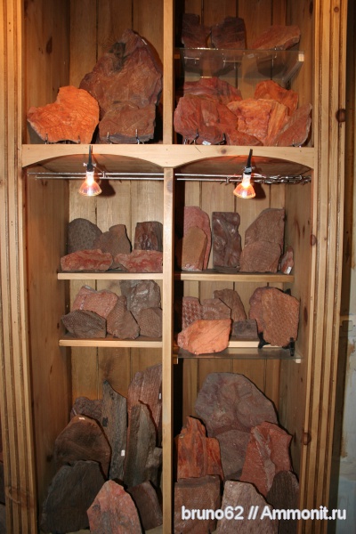 Carboniferous, Bolsovian, France, plants from Liévin aera, коллекции