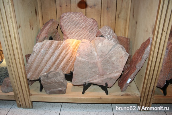 Carboniferous, Bolsovian, France, plants from Liévin aera