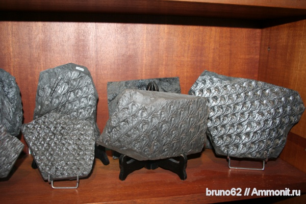 Carboniferous, Lepidodendron, Bolsovian, France, plants from Liévin aera