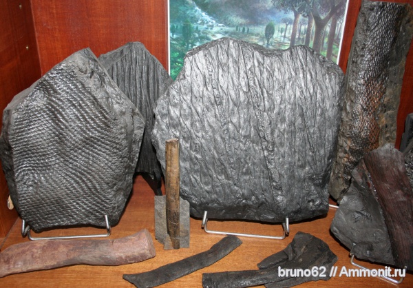 Carboniferous, Lepidodendron, Bolsovian, Liévin, aspidaria