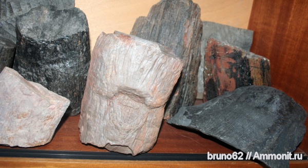 Carboniferous, Bolsovian, hagiophyton, fern trunk