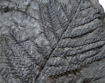 pecopteris plumosa dentata