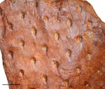 Asolanus camptotaeniae