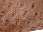 Asolanus camptotaeniae