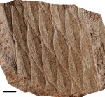 Aspidiaria