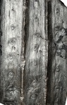 Sigillaria laevigata 1