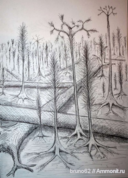 Reconstitution and some personnal drawings of carboniferous flora from Liévin bassin