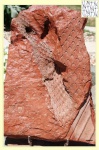 lepidodendron fork (dichotomy) 2