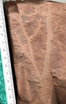 lepidodendron fork (dichotomy) 3