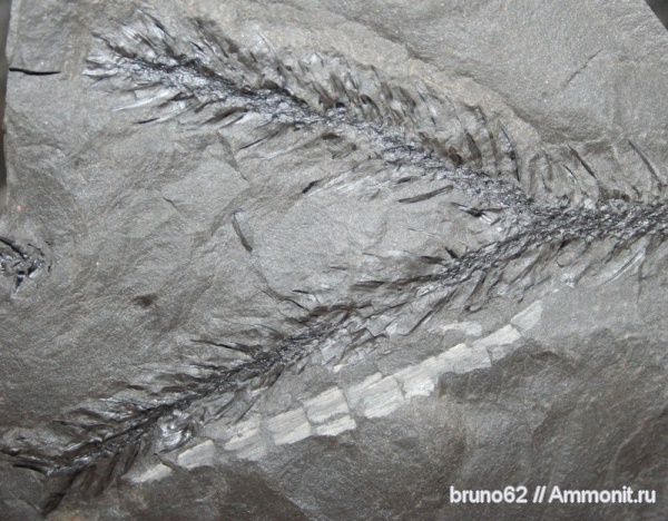 Carboniferous, Lepidodendron, Bolsovian, France, plants from Liévin aera