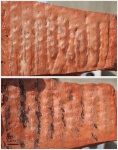 Sigillaria tessellata