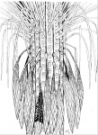 Sigillaria reconstitution