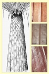 Sigillaria laevigata (Brongniart)