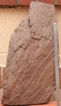sigillaria leaf part 1