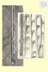 sigillaria leaf part 2