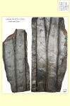 Sigillaria laevigata 2