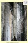 Sigillaria laevigata 3