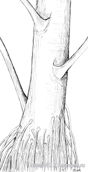 Carboniferous, Neuropteris, Bolsovian, France, plants from Liévin aera