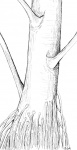 reconstitution of the trunk
