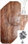 petiolar scar