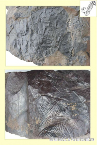 Carboniferous, Cyclopteris, Bolsovian, France, plants from Liévin aera