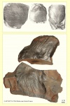 cyclopteris part 2