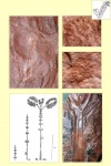 cyclopteris part 3