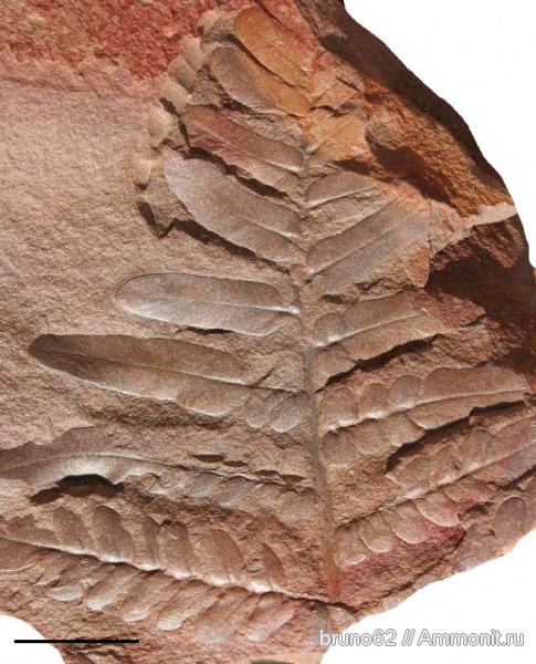 Carboniferous, Neuropteris tenuifolia, Neuropteris, Bolsovian, France, plants from Liévin aera