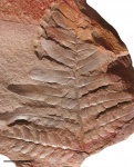 Neuropteris tenuifolia (Schlotheim ) part 1