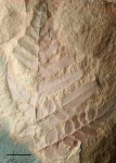 Neuropteris tenuifolia (Schlotheim ) part 2