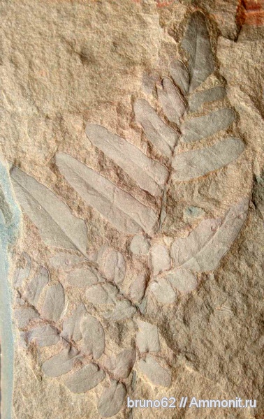 Carboniferous, Neuropteris tenuifolia, Neuropteris, Bolsovian, France, plants from Liévin aera