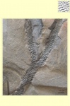lepidophloios part 2