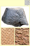 lepidophloios part 3