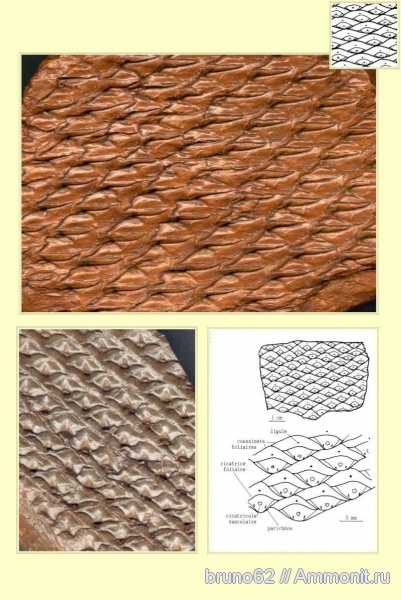 Carboniferous, Lepidophloios, Bolsovian, France, plants from Liévin aera