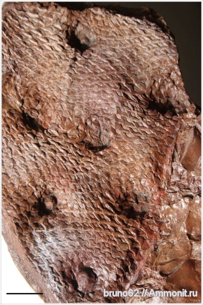 Carboniferous, Bolsovian, France, plants from Liévin aera, Halonia
