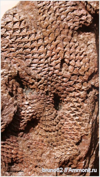 Carboniferous, Bolsovian, France, plants from Liévin aera, Halonia