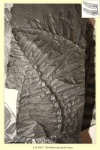 Neuropteris tenuifolia (Schlotheim ) part 5
